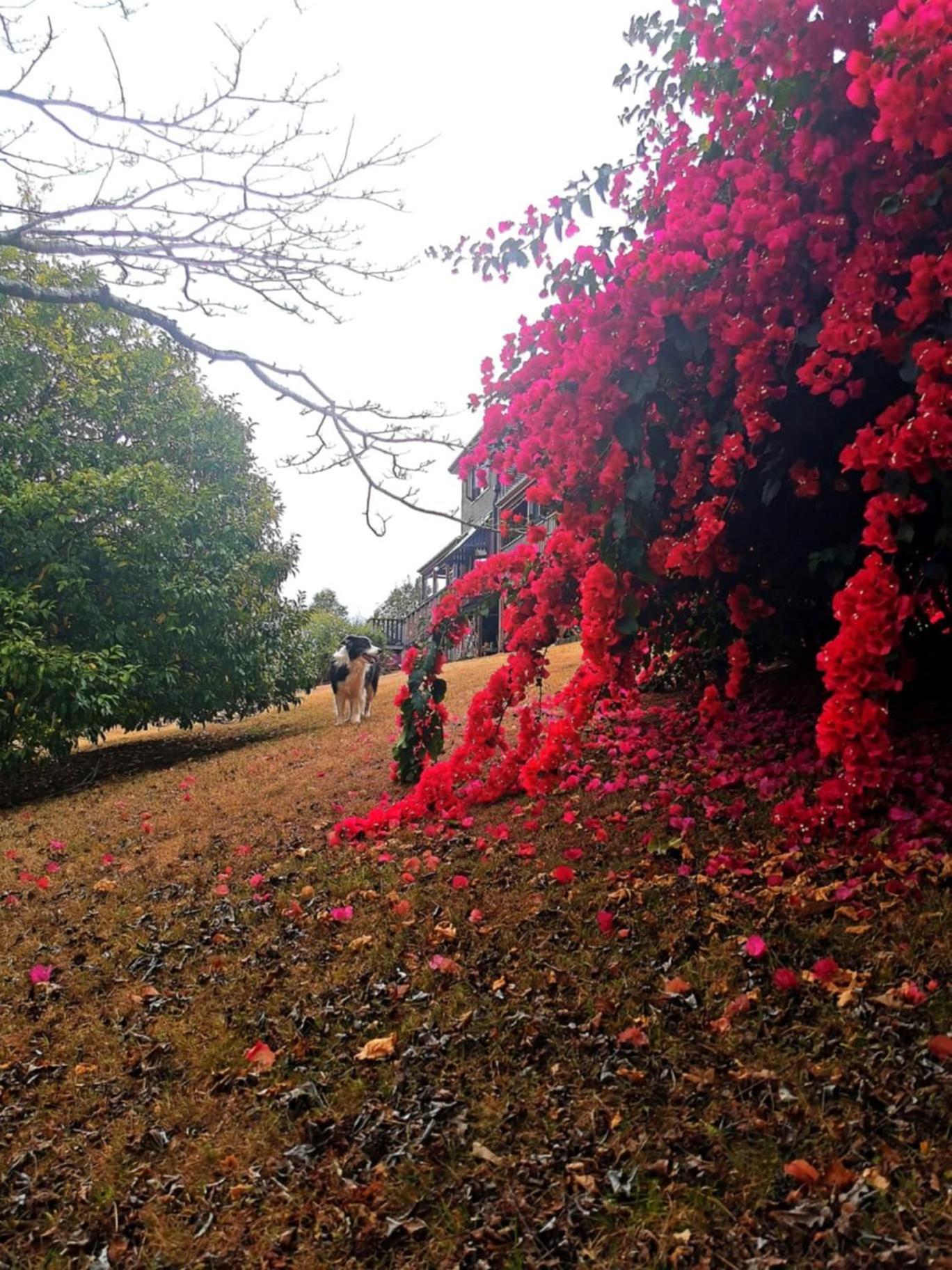 Wyndover Mountain Retreat Beechmont Bagian luar foto